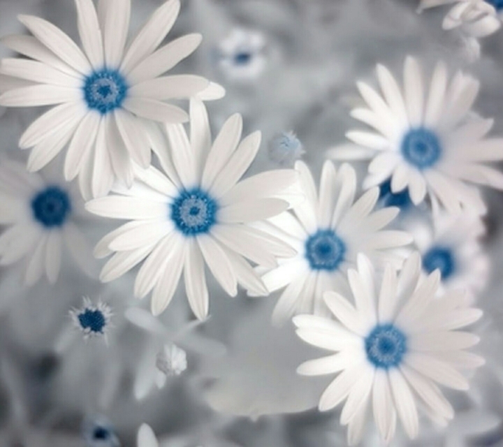white flowers