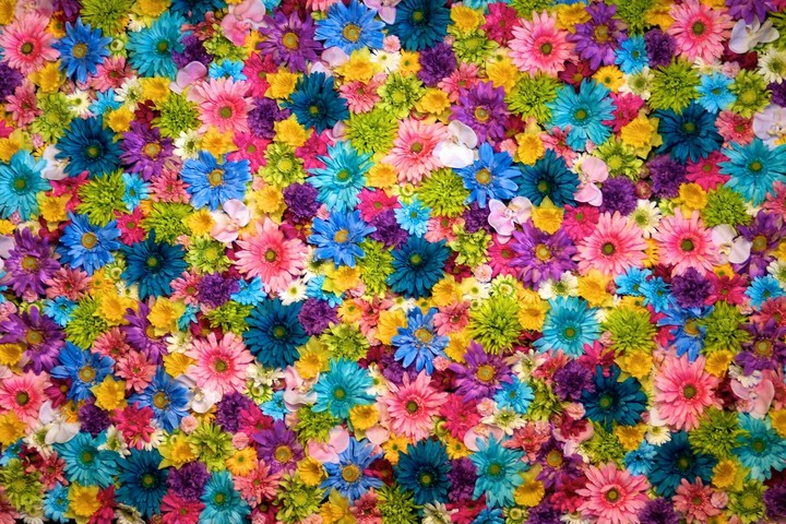 Colorful Flower Wall