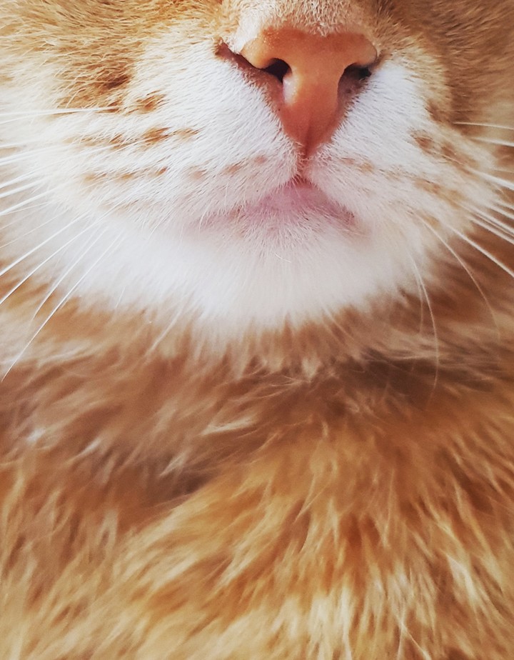 meow