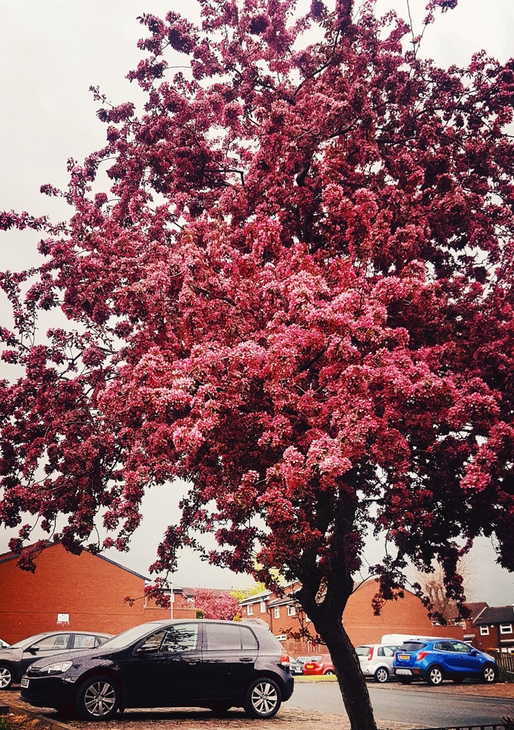 Beautiful tree