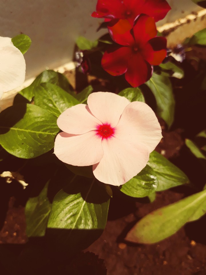 flower