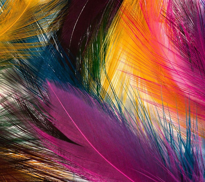 Feathers