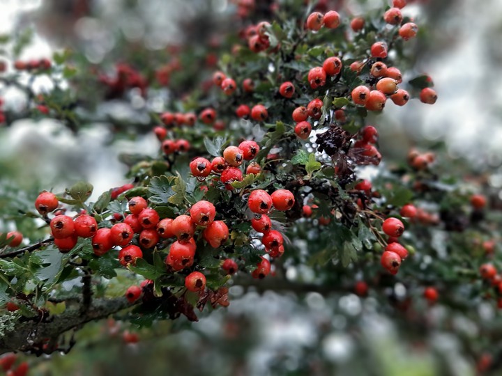 Berries