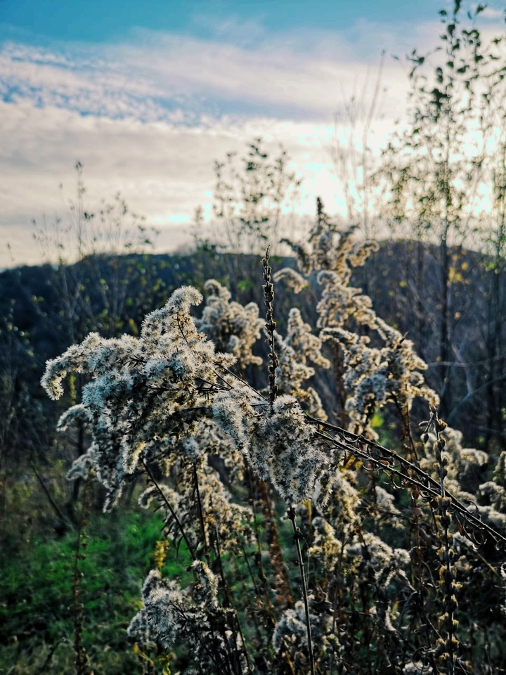 snowy plant