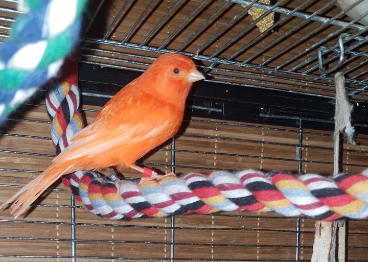 Red Canary