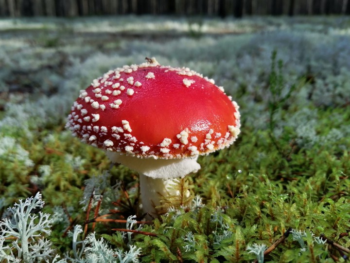 Лесной маячок. Little forest lighthous