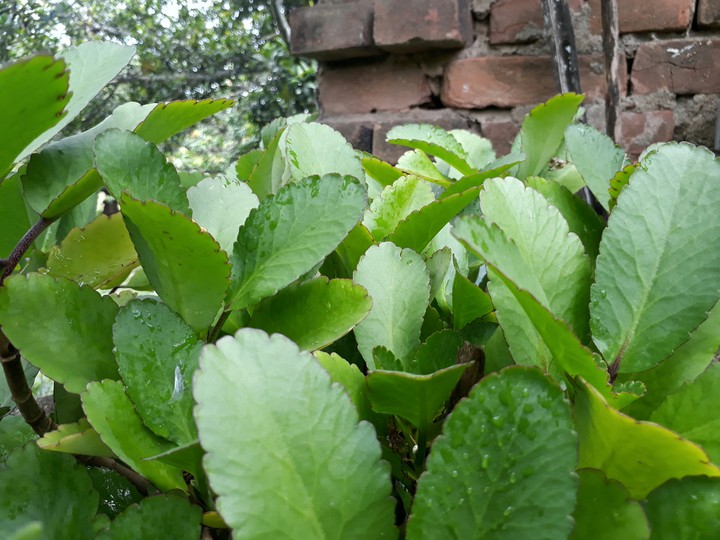 Leafy