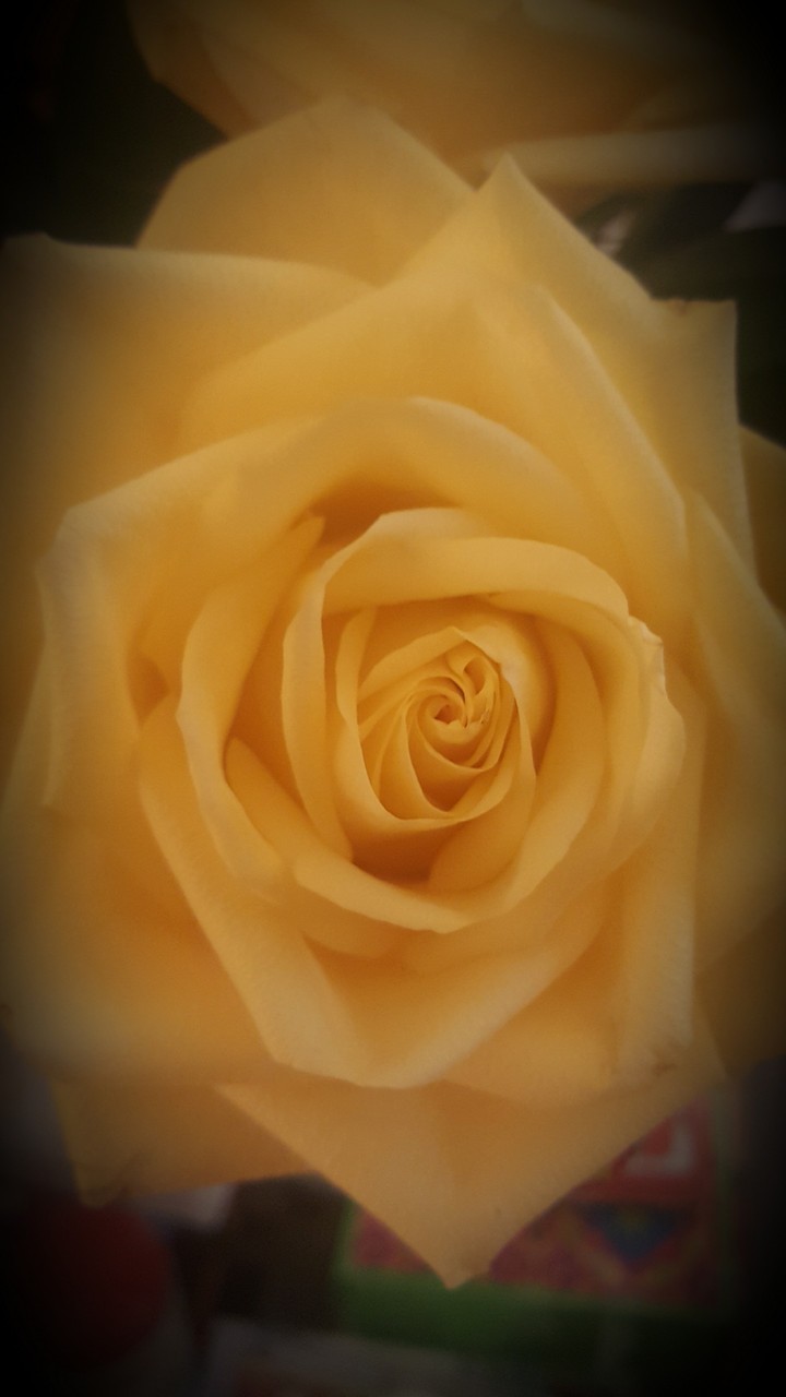 yellow rose