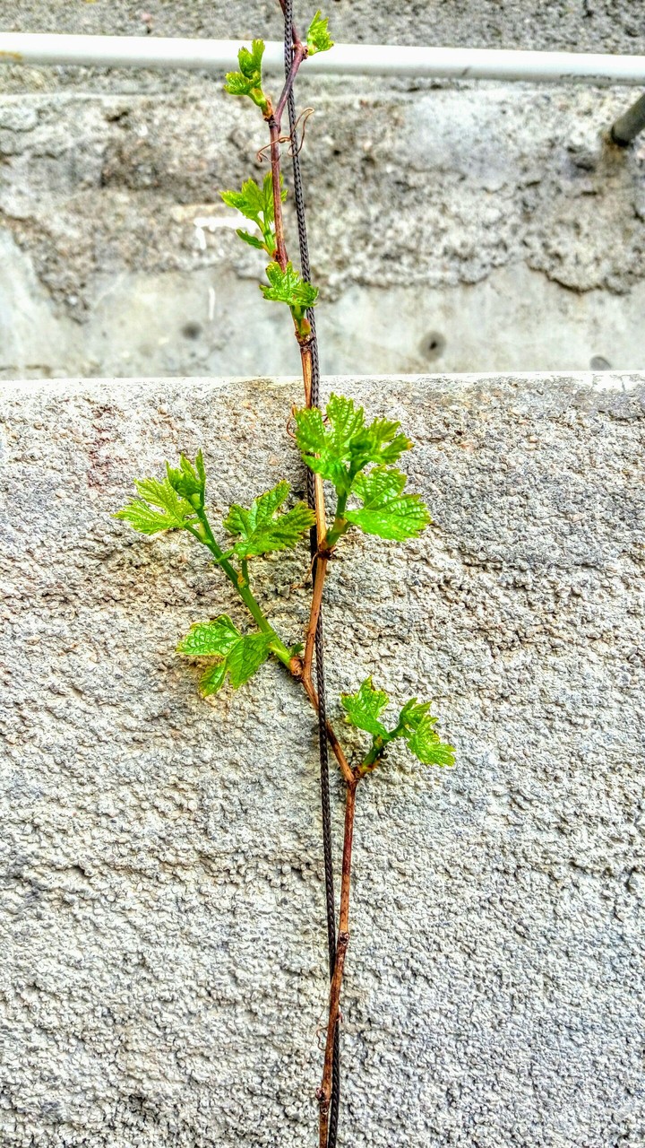 aa