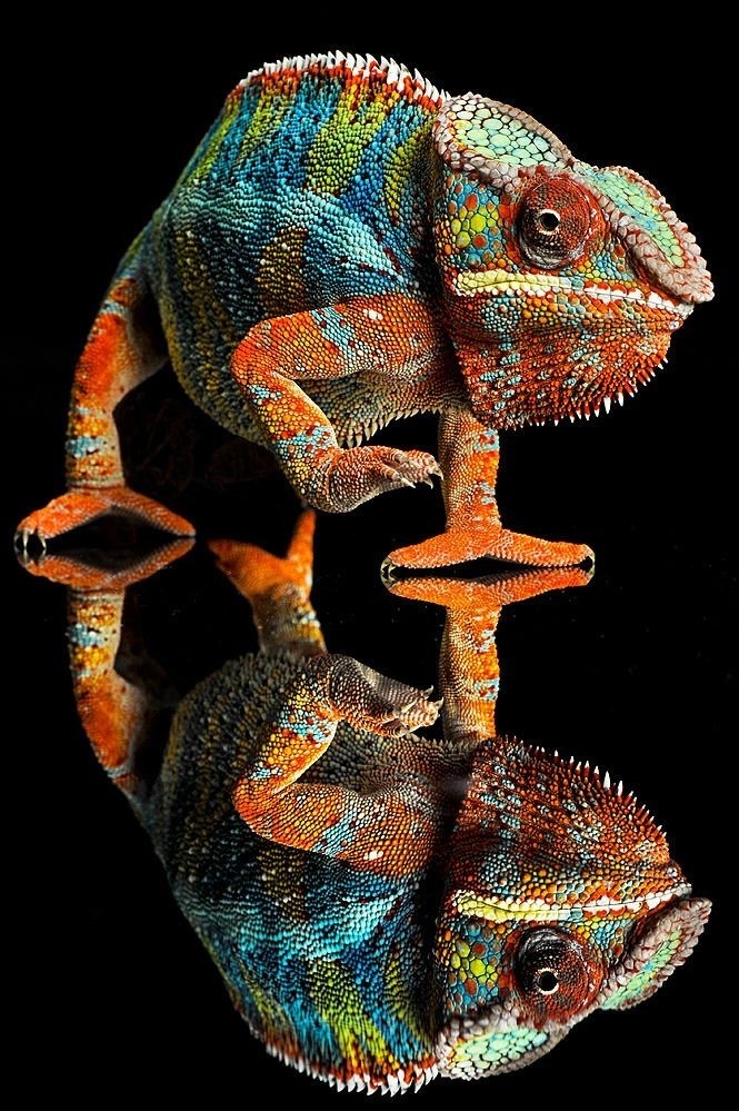 Chamäleon