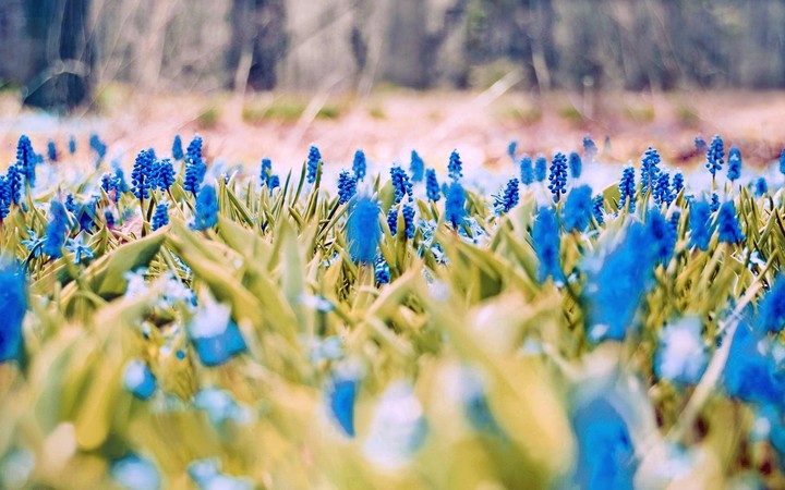 spring