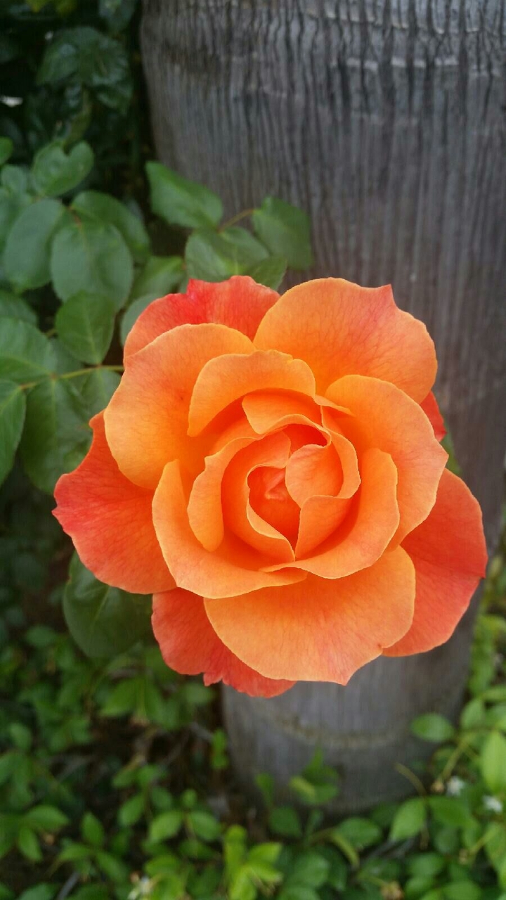 Orange Rose