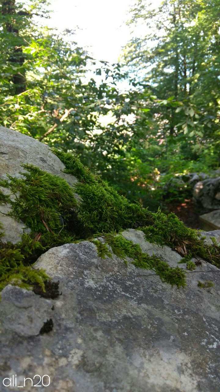 jungle