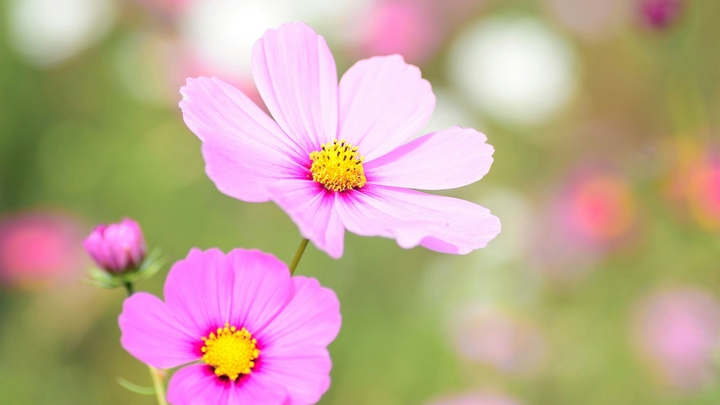 flowers