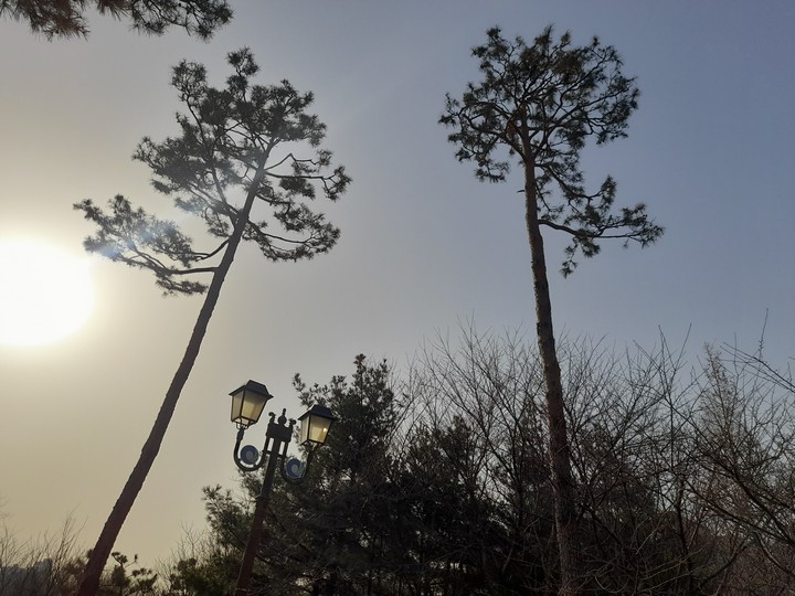 trees with sunshine