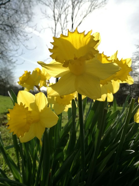 Daffodils