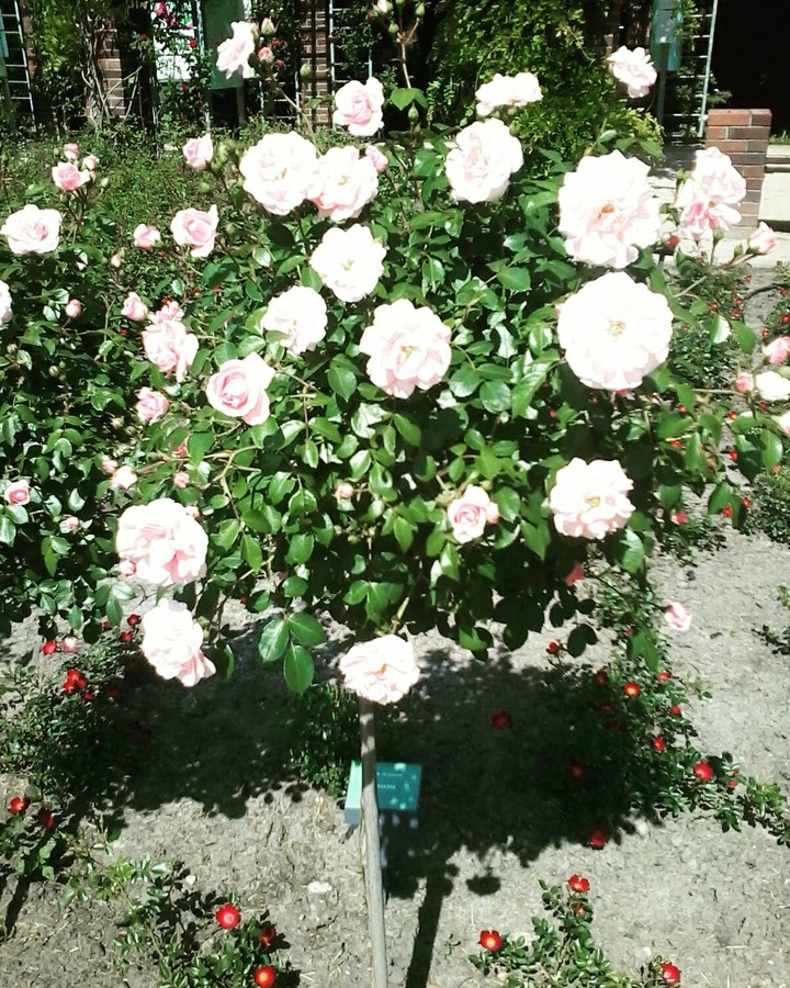 Rose garden