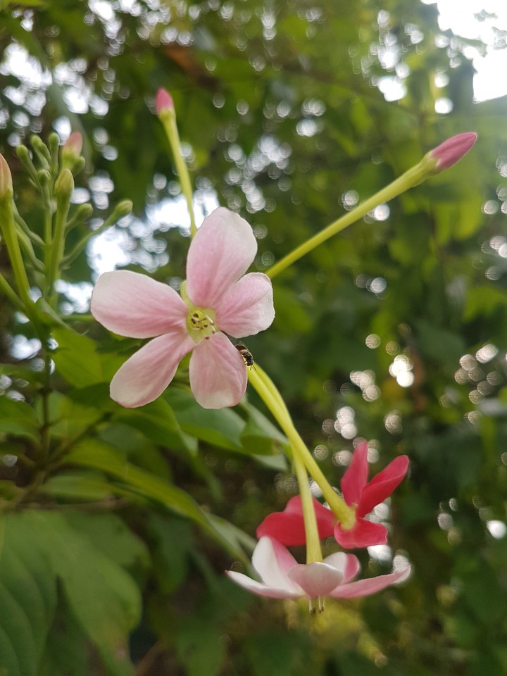 flower