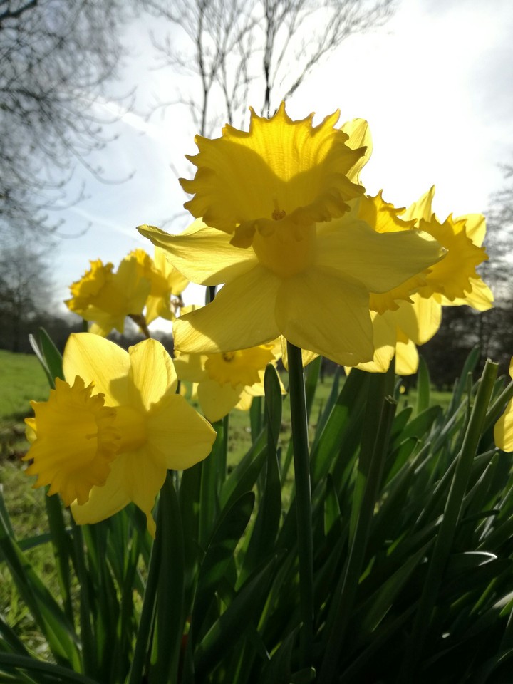 Daffodils
