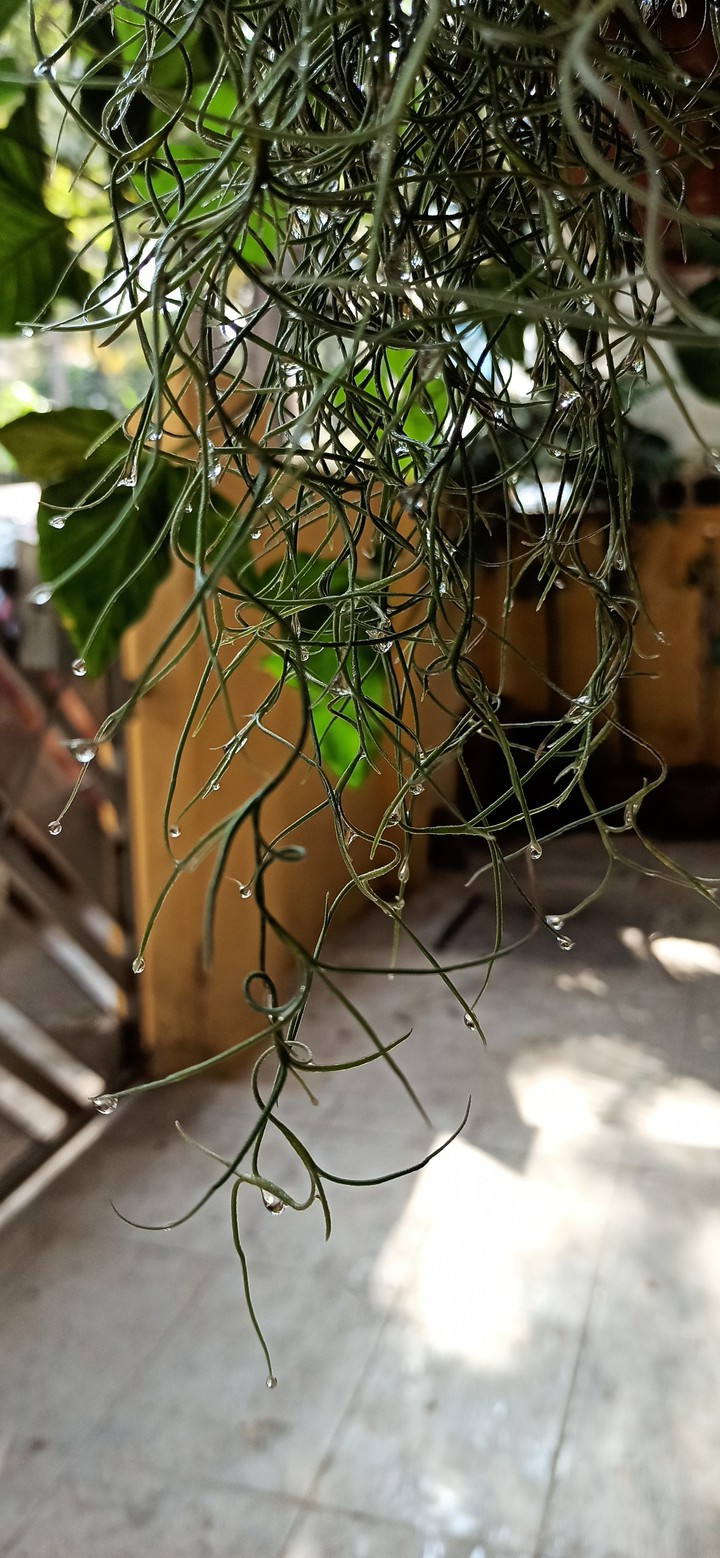 Drops