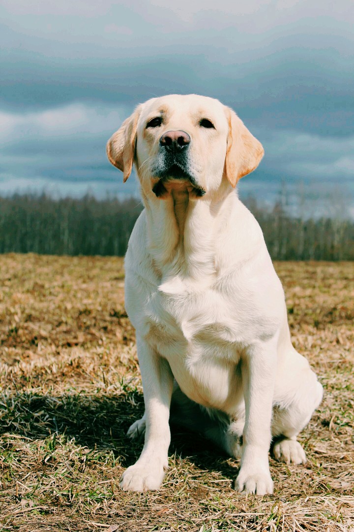Labrador