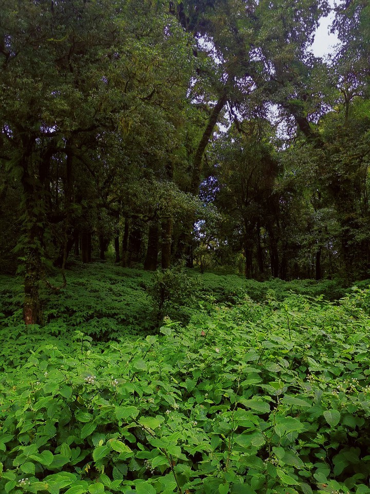 nature