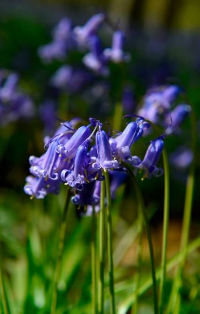 BELGIUM-ENVIRONMENT-NATURE-BLUEBELLS