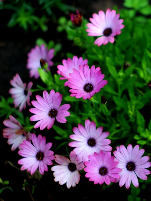 pink, blooming wallpapers