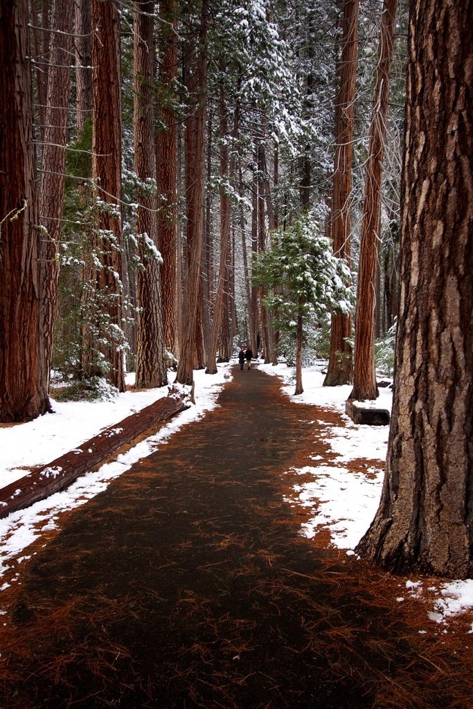 Snow in Autumn