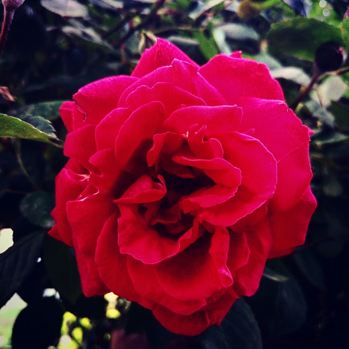 The Queen of flowers