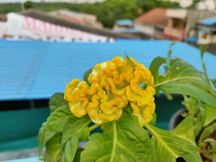 YELLOW+GREEN
