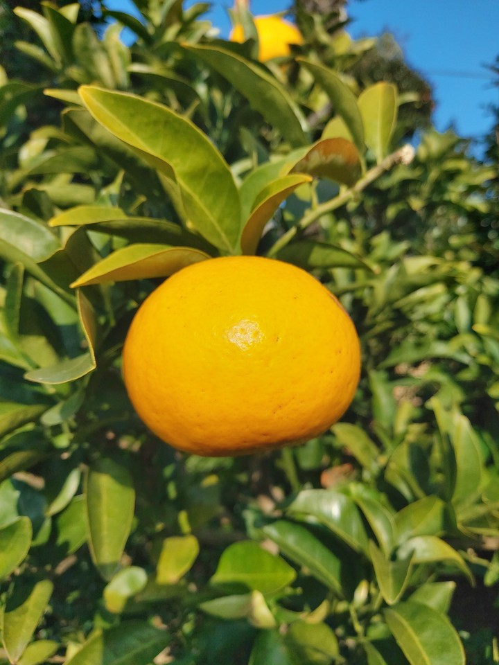 A big orange in Jeju Island
