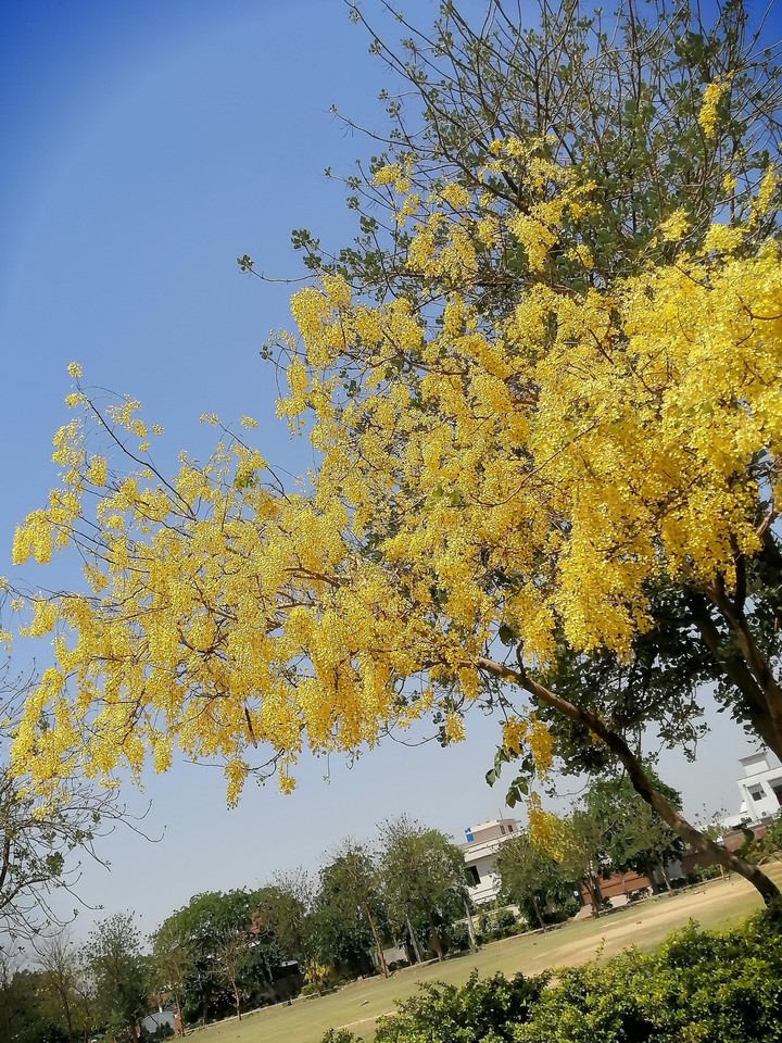 yellow tree