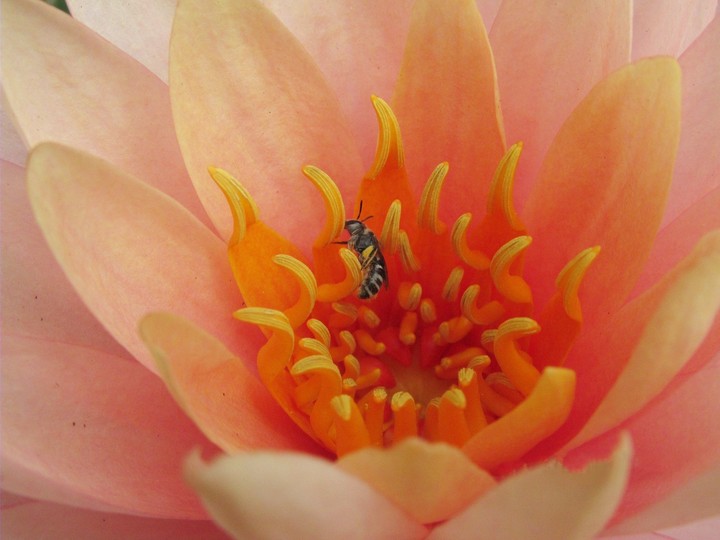 little bee