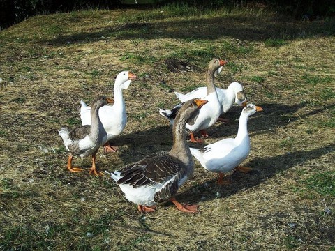 Livestock, grass achtergronden