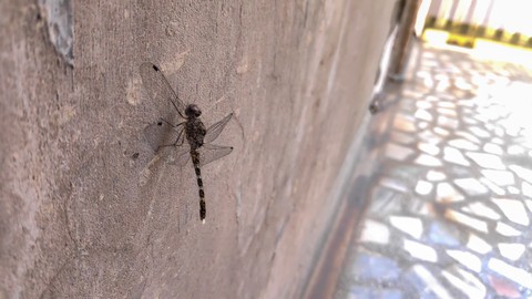 Mr. Dragonfly