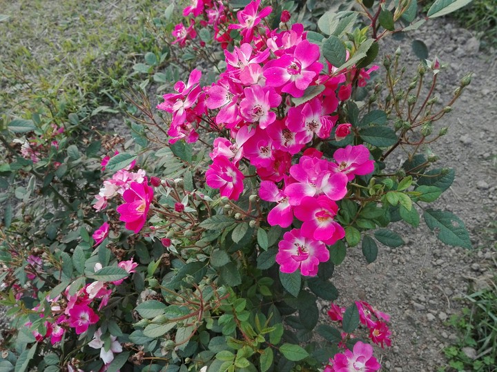 pink
