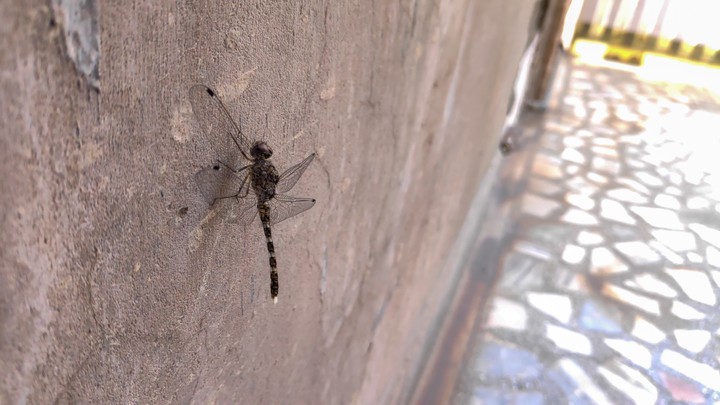 Mr. Dragonfly