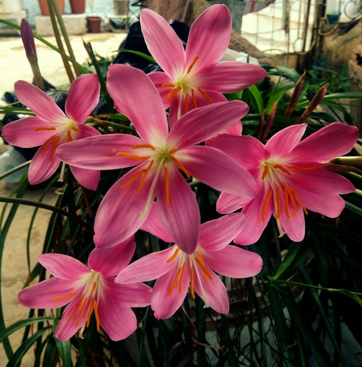 Rain lilly
