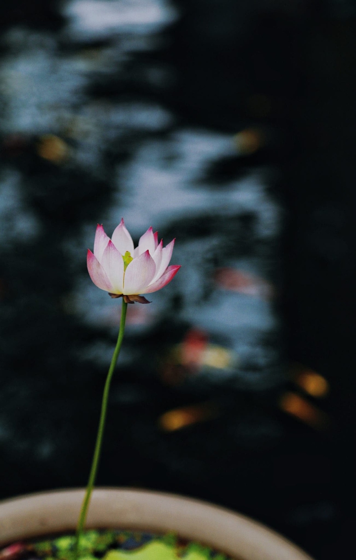 Lotus