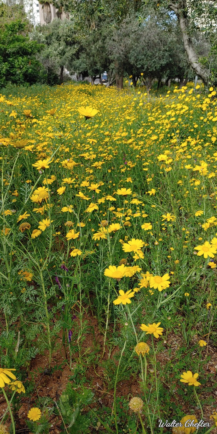 yelow field