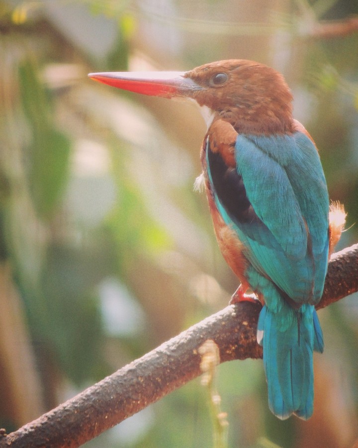 Kingfisher