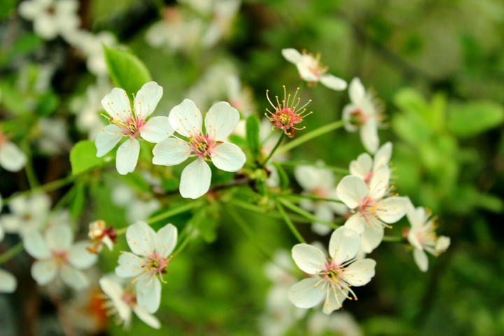 Spring