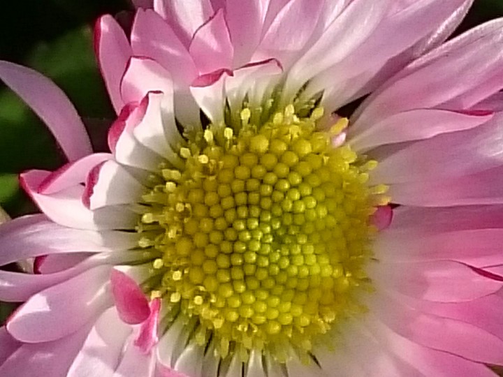 Gänseblümchen Macro