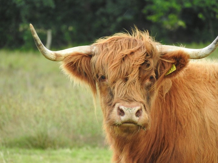 cow