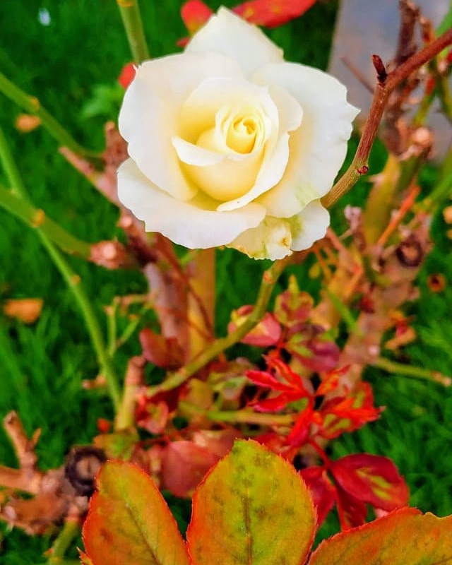 rose