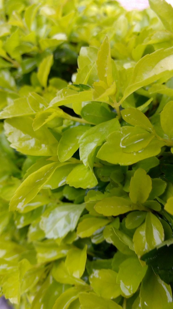 verde