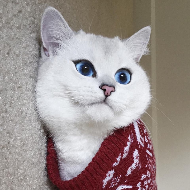 анжела