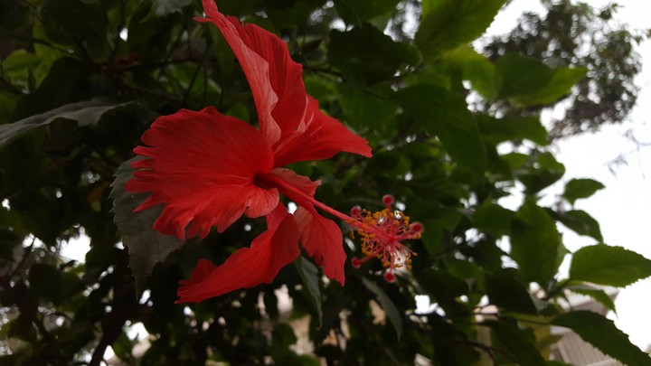 flower