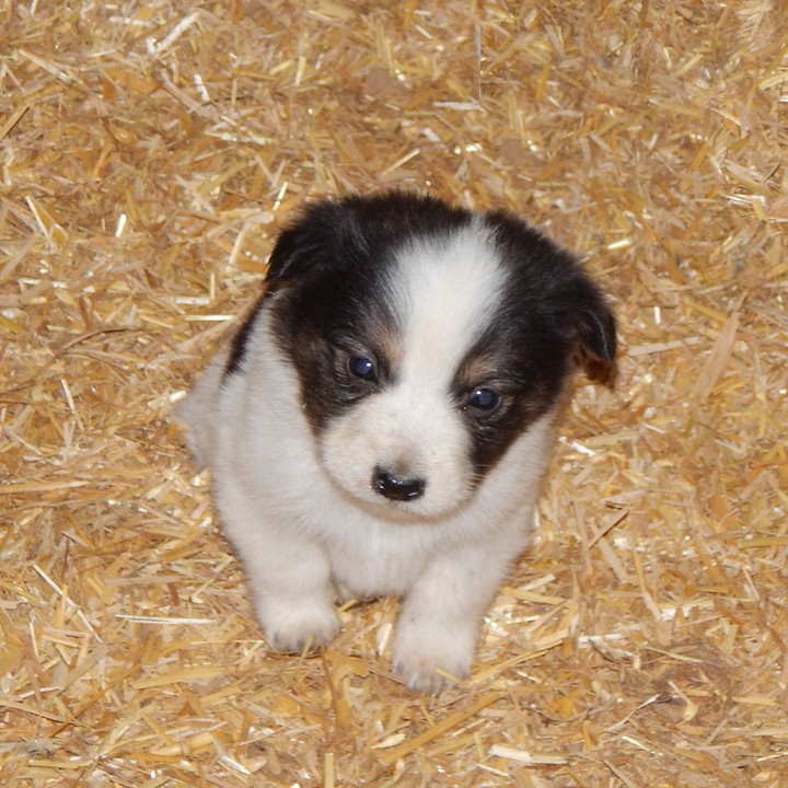 Puppy